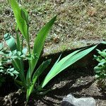 Iris lutescens عادت داشتن