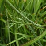 Epikeros pyrenaeus 葉