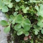 Sedum ternatum List