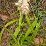 Melampyrum cristatum Kvet