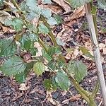 Hibiscus sabdariffa ഇല