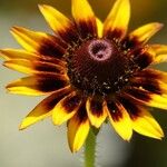 Rudbeckia hirta Цвят