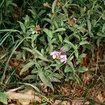 Plumbago europaea Hábito