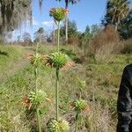 Leonotis nepetifolia Anders