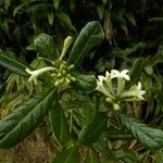 Chassalia gaertneroides Flower