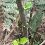 Barnadesia odorata Bark