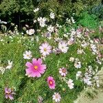 Cosmos bipinnatusBlomst