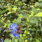 Ceratostigma willmottianum Blatt