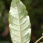 Hirtella physophora Hoja