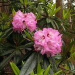 Rhododendron lukiangense Hoja