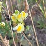 Linaria supina 花