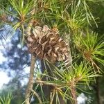 Pinus virginiana Leaf