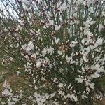 Retama raetam Fleur