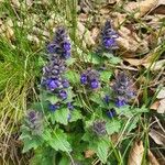 Ajuga genevensisKvet