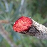 Cocconerion balansae Fruto