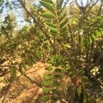 Cassia abbreviata Leaf