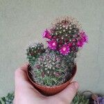 Mammillaria backebergiana Frunză