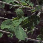 Lonicera utahensis عادت داشتن