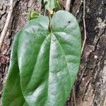 Aristolochia pilosa Leaf