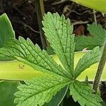 Potentilla nepalensis Leaf