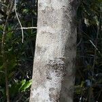 Pleioluma crebrifolia പുറംതൊലി
