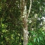 Bellucia pentamera 樹皮