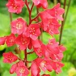 Heuchera sanguinea Кветка