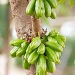 Averrhoa bilimbi Frucht