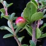 Berberis angulosa Habit