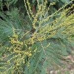 Acacia decurrens 葉