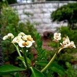 Euphorbia lophogona Квітка