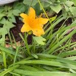 Hemerocallis lilioasphodelusKvět