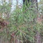 Pinus glabra Leaf