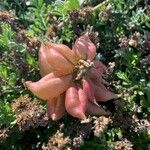 Astragalus miguelensis Цвят