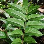 Pseudospondias microcarpa Leaf