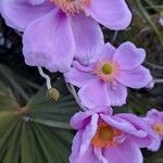 Eriocapitella × hybrida Flower