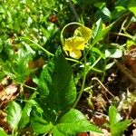 Vigna luteola Blatt