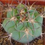 Gymnocalycium pflanzii পাতা