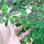 Baptisia tinctoria Lehti