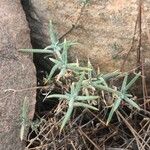 Helianthemum syriacum Hoja