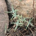 Helianthemum syriacum Lapas