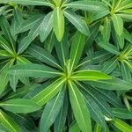 Euphorbia stygiana Hoja