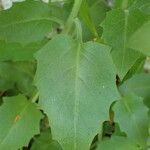 Arabidopsis cebennensis Leht