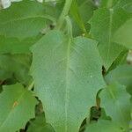 Arabidopsis cebennensis Likasa