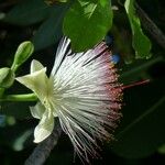 Barringtonia asiatica Fleur