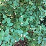 Lippia origanoides 葉