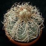 Echinocactus horizonthalonius List