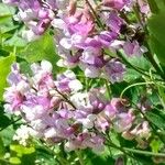 Vicia sepiumFloro