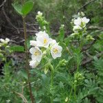 Polemonium foliosissimum Fiore