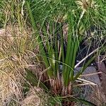 Cyperus giganteus 叶